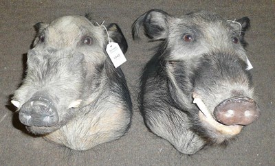 Lot 1042 - Bush Pig (Potomochoerus porcus), shoulder mount, modern, 57cm from the wall; and Another, 55cm (2)