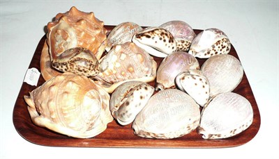 Lot 317 - A collection of fourteen cameo-carved shells