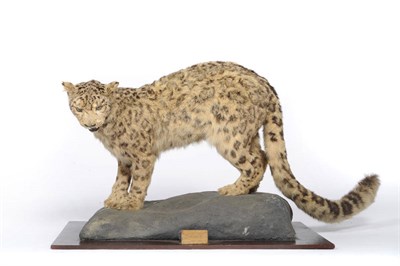 Lot 1044 - Snow Leopard or Ounce (Pardus uncia), circa 1920, full mount, in standing pose turning to the...