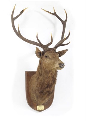 Lot 1045 - Red Deer (Cervus elaphus hippelaphus), GNH, 18th April 1912, Otago, New Zealand, Bushy Creek,...