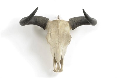 Lot 1048 - Wild Yak (Bos grunniens), Tibet 1904, horns on upper skull, right horn 80.5cm, left horn...