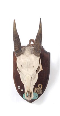 Lot 1049 - Dwarf Buffalo or Lowland Anoa (Bubalus mindorensis), Sir Edmund Loder Collection, circa 1900, horns