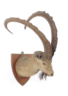 Lot 1051 - Sind Ibex or Pasang (Capra hircus blythi or Capra aegagrus blythi), Kirther H Sind, Major H G...