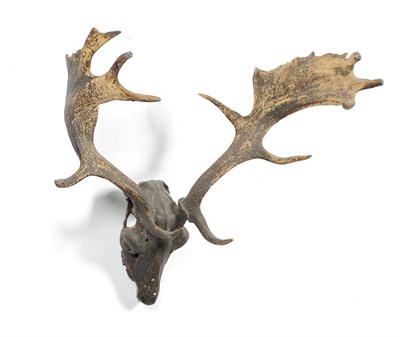 Lot 1053 - Fallow Deer (Cervus dama dama), perhaps 18th century, antlers on upper skull, 19 points, right...