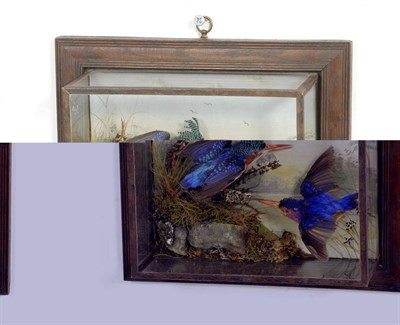 Lot 1056 - American Pygmy Kingfisher (Chloroceryle aenea), circa 1910, two full mounts, one perched on a mossy