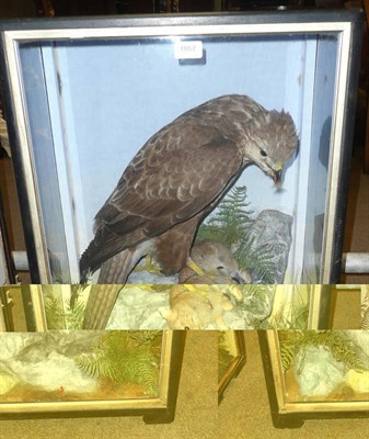 Lot 1057 - Buzzard (Buteo buteo), circa 1920, attributed to Hutchings of Aberystwyth, full mount, perched...