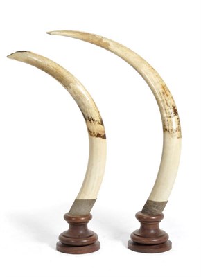 Lot 1058 - A Pair of Elephant Tusks, one numbered TZGWK 1636-82-31-8, 138cm high, inner curve 200cm, the other