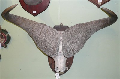 Lot 1059 - Cape Buffalo (Syncerus caffer caffer), circa 1890, horns on full skull, left horn 90cm, tip to...