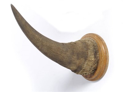 Lot 1060 - White Rhinoceros (Ceratotherium simum) Horn, circa 1930, 42cm long, on original circular oak shield