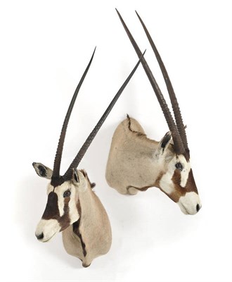 Lot 1061 - Gemsbok (Oryx gazella), shoulder mount, modern, turning to the left; and Another, turning to...