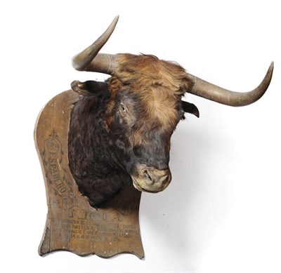 Lot 1062 - Spanish Fighting Bull, 18 April 1879, head mount, on wood shield with painted decoration and...