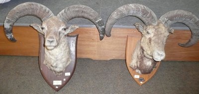 Lot 1063 - Bharal or Blue Sheep Sheep (Pseudois nayour nayour), 1 Tehri Garwhal, P Neame 1926, head mounts (2)