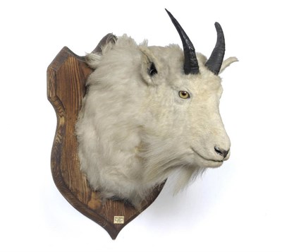 Lot 1064 - Rocky Mountain Goat (Oreamnos americanus), Mt Robson, B.C. (British Columbia), Nov 1923, head...