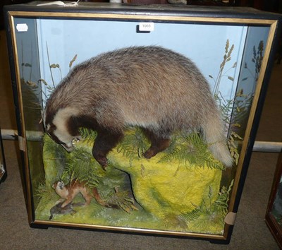 Lot 1065 - Badger (Meles meles), circa 1920, possibly by Hutchings of Aberystwyth, full mount, standing on...