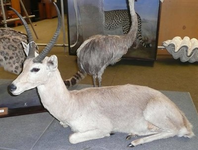 Lot 1066 - Reedbuck (Redunca arundinum), full mount, modern, recumbent with head turned slightly to the...