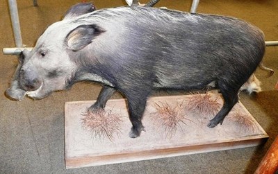 Lot 1067 - Bush Pig (Potomochoerus porcus), full mount, modern, standing with forward gaze, 140cm long,...