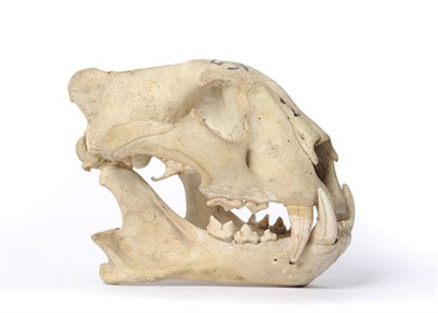 Lot 1068 - Tiger (Panthera tigris), circa 1930, by Van Ingen  & Van Ingen, numbered 534 2, skull, 27.5cm long