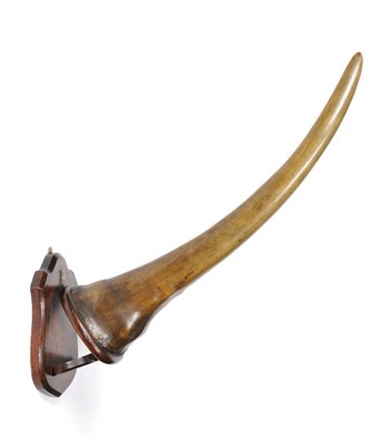 Lot 1070 - White or Square-Lipped Rhinoceros (Ceratotherium simum), probably 18th or early 19th century, horn