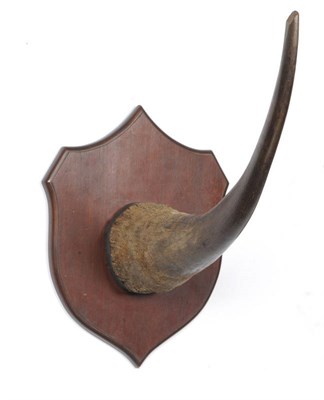 Lot 1072 - White Rhinoceros (Ceratotherium simum), circa 1910, horn on original shield, outer curve 69cm,...