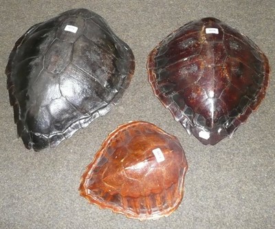 Lot 1074 - Hawksbill Turtle (Eretmochelys imbricata), Three Shells, 19th century, retaining the majority...