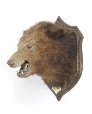 Lot 1077 - Alaskan Brown Bear (Ursus arctos middendorffi), Admiralty Island, North Pacific, May 1913, by...