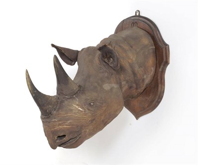 Lot 1079 - Black Rhinoceros (Diceros bicornis), circa 1915, head mount, front horn 29.5cm (outer curve), upper