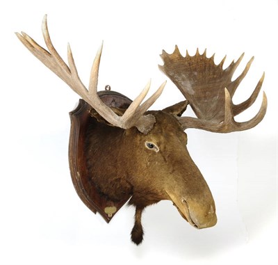 Lot 1082 - North American Moose (Alces alces americana), circa 1890, head mount, 27 points, right antler...