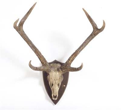 Lot 1085 - Sambar (Cervus unicolor), circa 1900, antlers on upper skull, 6 points, right antler 92cm, left...