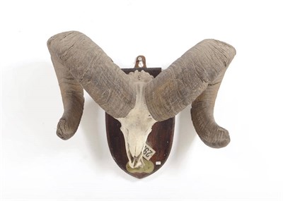 Lot 1086 - Rocky Mountain Bighorn (Ovis canadensis canadensis), Sir Edmund Loder Collection, Montana, US,...