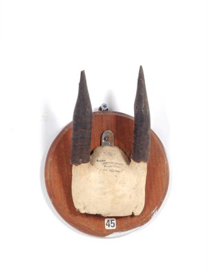 Lot 1087 - Mountain Anoa (Bubalus quarlesi), circa 1900, horns on frontlet, right horn 11.5cm, left horn 12cm