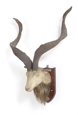 Lot 1088 - Astor or Pir Panjal Markhor (Capra falconeri cashmirensis), Sir Edmund Loder Collection, circa...