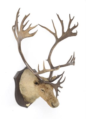 Lot 1090 - Caribou (Rangifer taurandus), Generk Glacier, Yukon, Oct 1913, by Rowland Ward, head mount, 38...