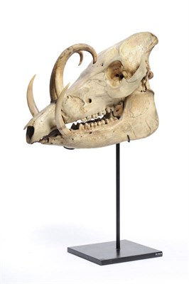 Lot 1093 - Babirusa (Babyrusa babyrussa), circa 1900, full skull, 33cm long, on black painted metal...