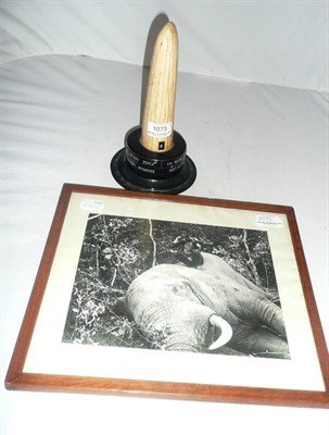 Lot 1073 - Tip of an Elephant Tusk, mounted as a memorial to Omari Zoka, on original ebonised wood stand...