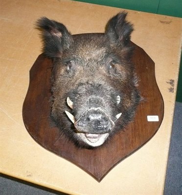 Lot 1076 - Wild Boar (Sus scrofa), circa 1900, head mount, with open jaw, on later wood shield, 40cm from...