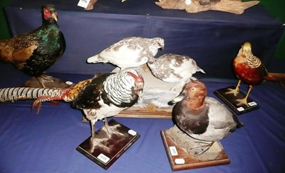 Lot 1077 - Five Taxidermy Game and Decorative Pheasants, comprising two Oriental pheasants, cock pheasant,...