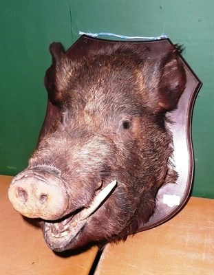 Lot 1084 - Wild Boar (Sus scrofa), circa 1900, head mount, on original wood shield