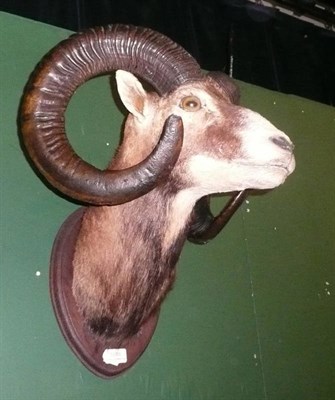 Lot 1088 - Mouflon, modern, shoulder mount, on wood shield