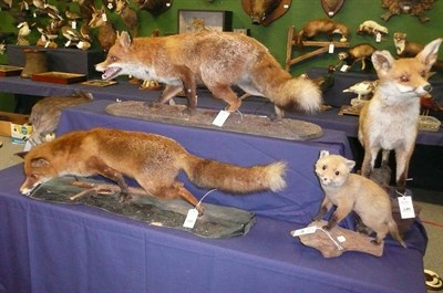 Lot 1089 - European Red Fox, modern, full mount, in stalking pose, on tree trunk section plinth; two...