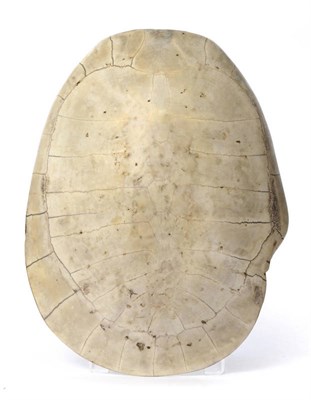 Lot 1098 - A Loggerhead "Blonde" Turtle Shell, probably early 19th century, attractively marked, surface...