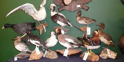 Lot 1091 - Ten Assorted Water and Sea Birds, including Mandarin duck, coot, teal, widgen and an oyster catcher