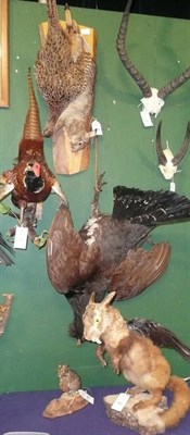 Lot 1093 - European Capercaillie, circa 1980, full mount, in hanging pose (from leather strap); Pheasant,...