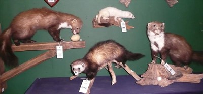 Lot 1096 - Mink, modern, two full mounts, in naturalistic pose; Pole Cat, full mount; Ferret, full mount (4)