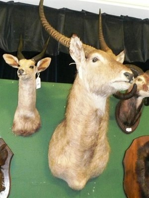 Lot 1097 - Bushbuck, shoulder mount; Waterbuck, shoulder mount (eye damage) (2)