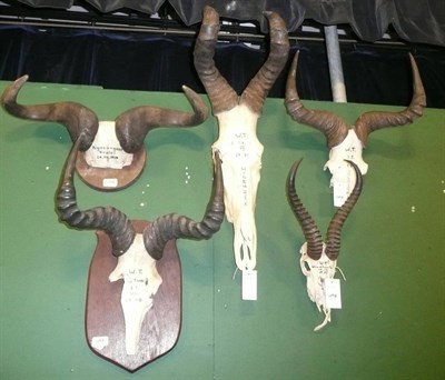 Lot 1098 - Five Sets of Horns on Part/Upper Skulls, including Hartebeest and Wildebeest, two on shields