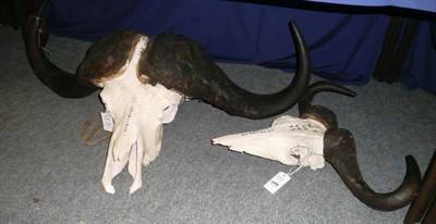 Lot 1099 - Cape Buffalo (Synceros caffer), 16th July 1972, Lolkisale, horns on upper skull; and...