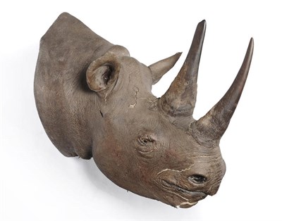 Lot 1099 - Black Rhinoceros (Diceros bicornis), by Rowland Ward, circa 1920, head mount, front horn 48cm,...