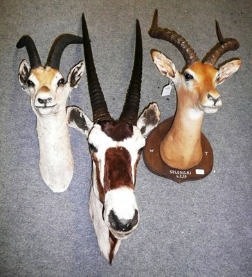 Lot 1100 - Oryx, head mount; France Gazelle, head mount; Impala, Selengai, 6.1.70, head mount on wood...