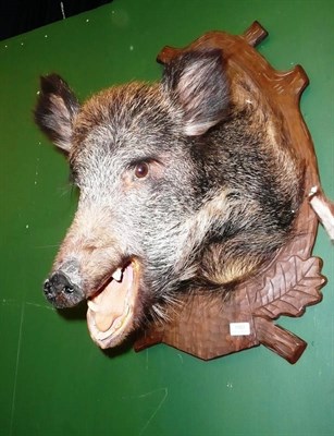 Lot 1103 - Wild boar (Sus scrofa), head mount, jaw agape, on carved wood shield