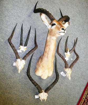 Lot 1104 - Impala, shoulder mount; three sets of Impala horns on part skulls; Thomson's Gazelle, horns on...